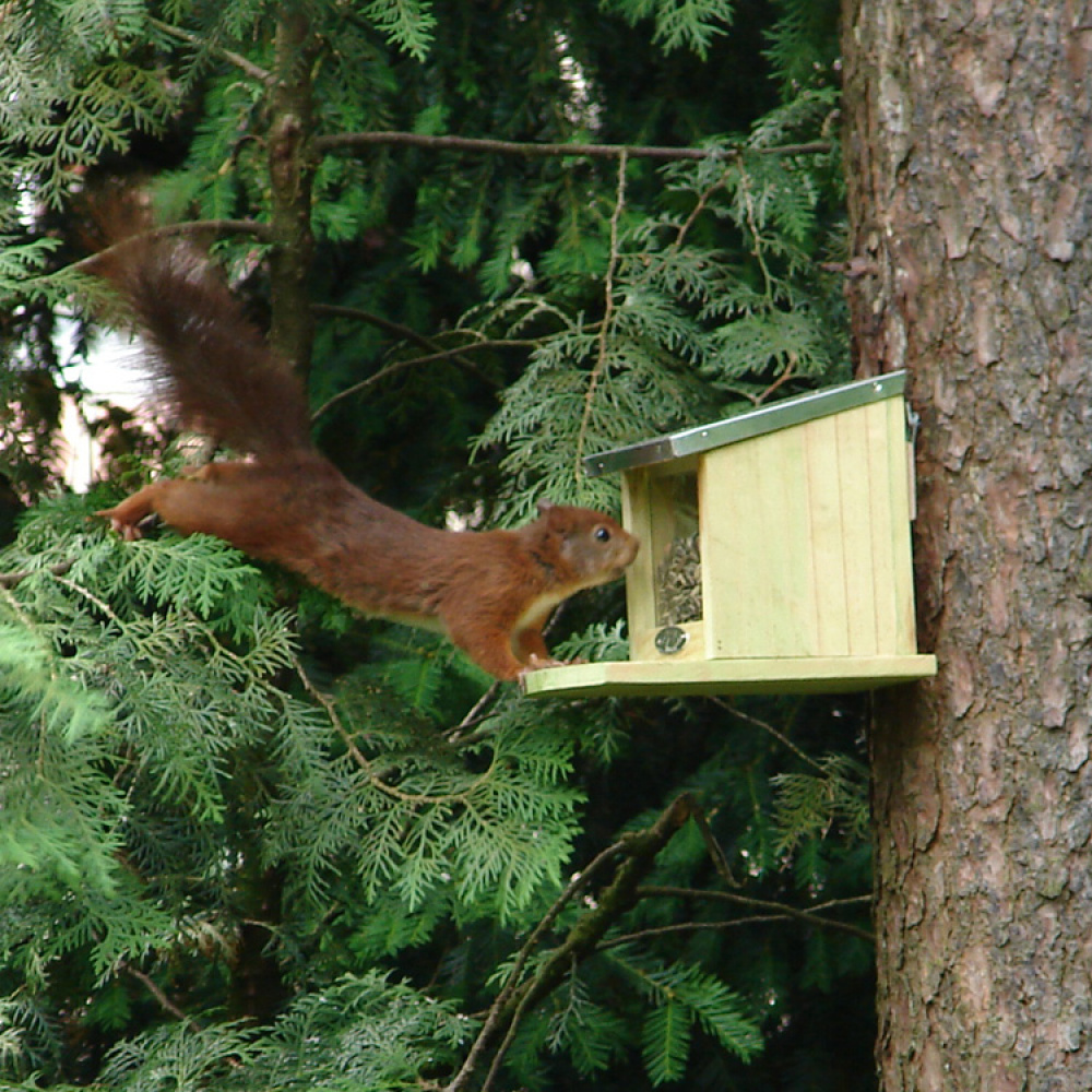 Squirrel feeder in the group House & Home / Garden / Nests and hotels at SmartaSaker.se (11820)