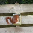 Squirrel feeder Squirrel feeder