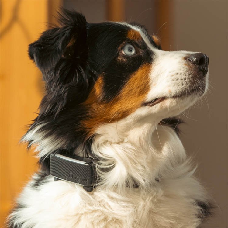 GPS for dogs - Tractive GPS tracker for your dog | SmartaSaker