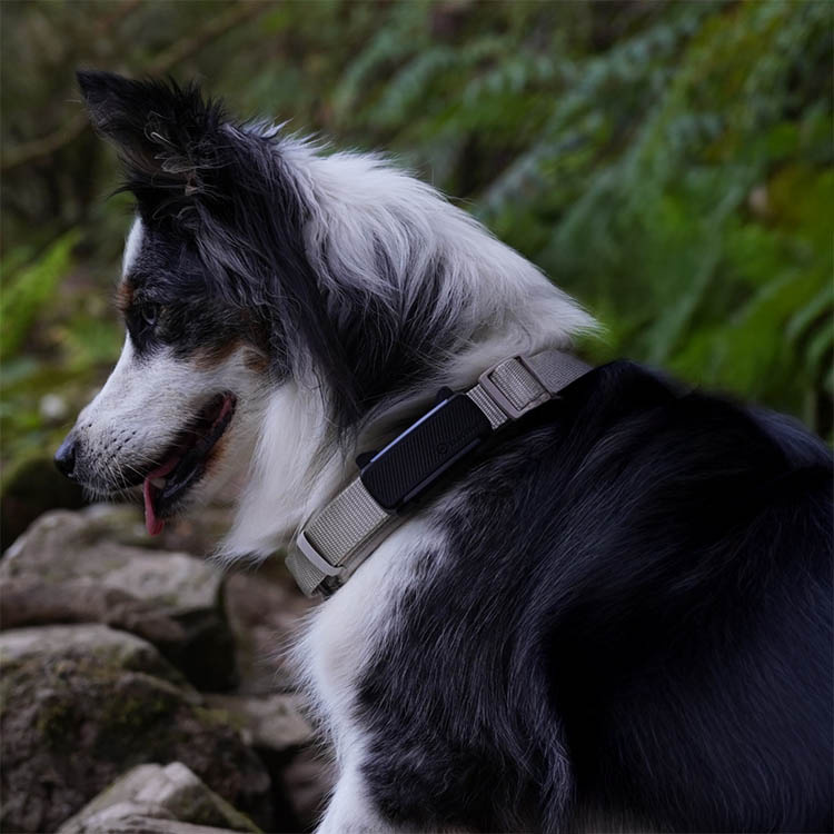 GPS for dogs - Tractive GPS tracker for your dog | SmartaSaker