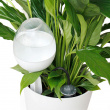 Plant waterer