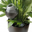 Plant waterer