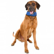 Cooling bandanna for dogs  Cooling bandanna for dogs