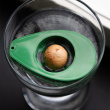 AvoSeedo - grow your very own avocado tree! AvoSeedo - grow your very own avocado tree!