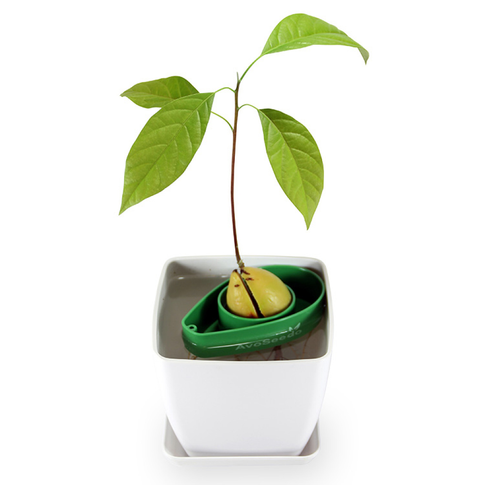 AvoSeedo - grow your very own avocado tree! in the group House & Home / Garden / Cultivation at SmartaSaker.se (12772)