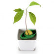 AvoSeedo - grow your very own avocado tree! AvoSeedo - grow your very own avocado tree!