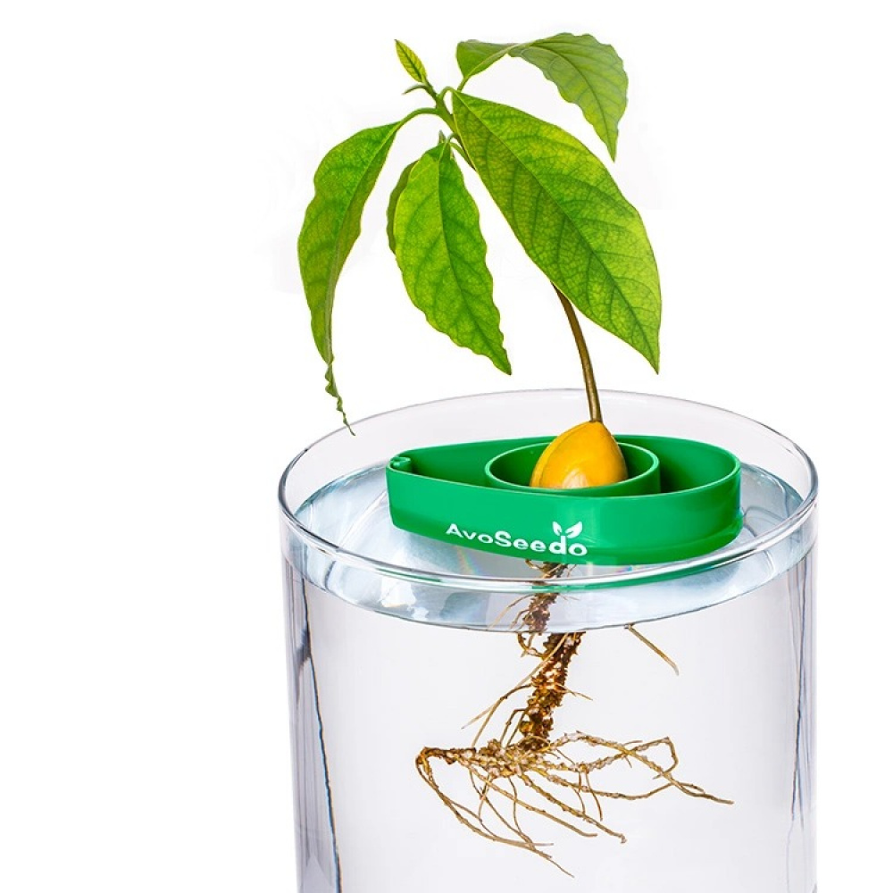 AvoSeedo - grow your very own avocado tree! in the group House & Home / Garden / Cultivation at SmartaSaker.se (12772)