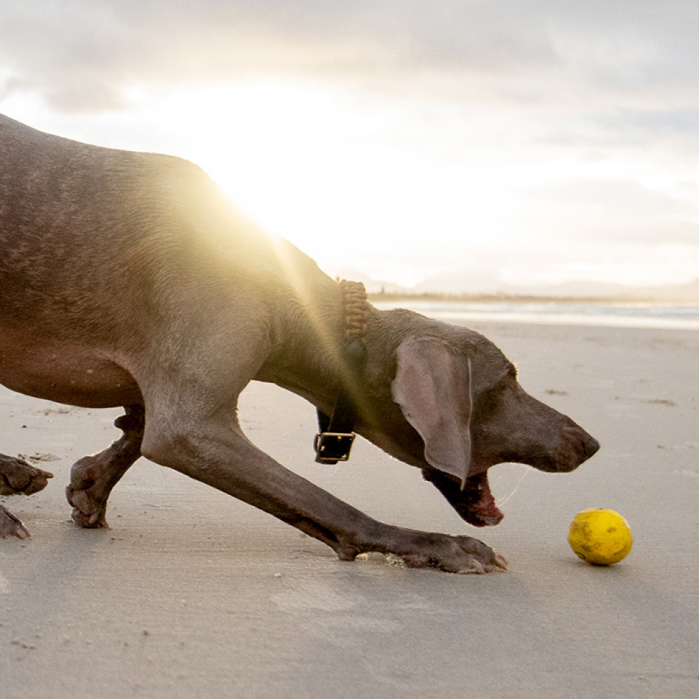 Water Bouncing Ball for Dogs in the group Leisure / Pets / Dog stuff at SmartaSaker.se (12906)