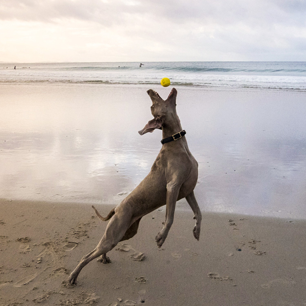 Water Bouncing Ball for Dogs in the group Leisure / Pets / Dog stuff at SmartaSaker.se (12906)