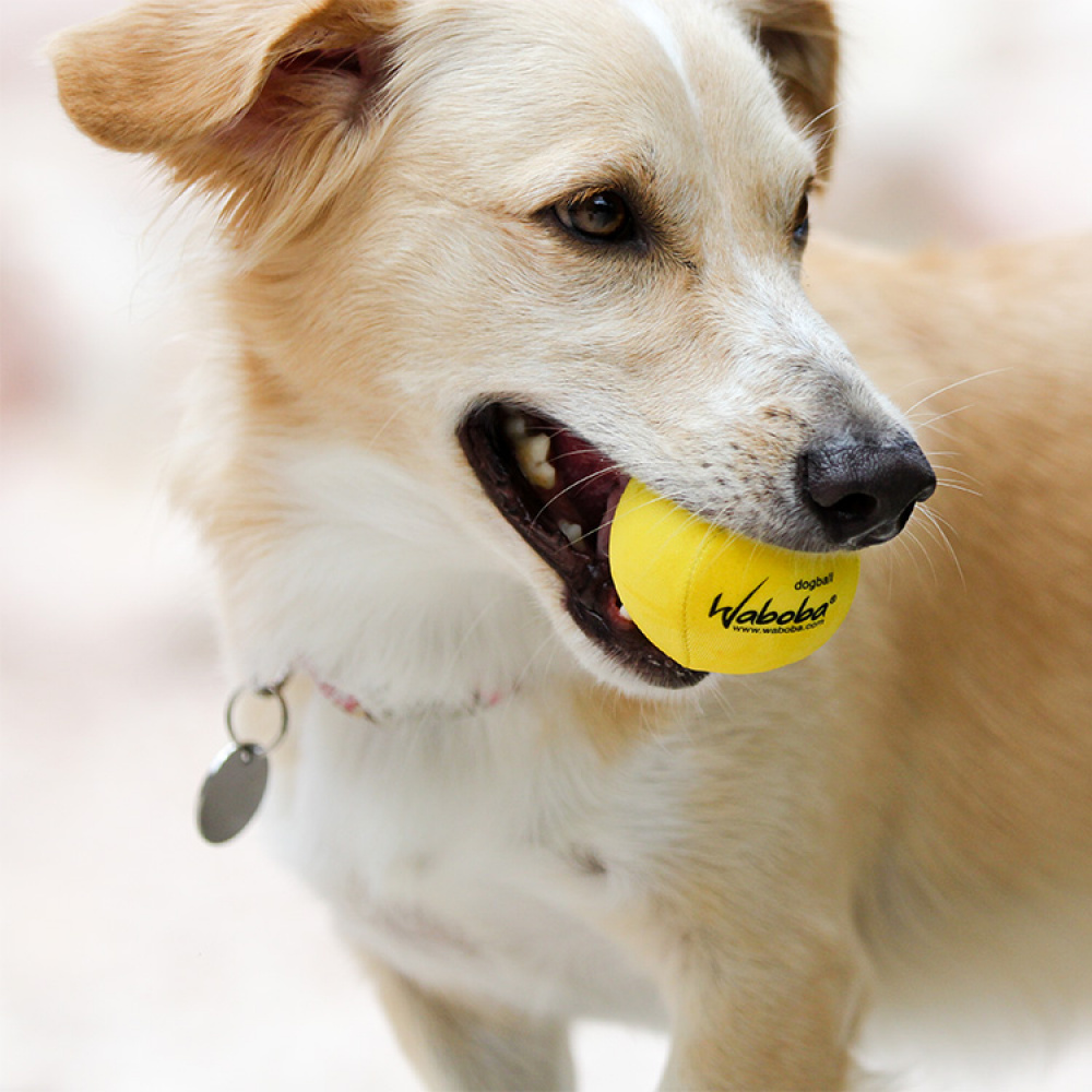 Water Bouncing Ball for Dogs in the group Leisure / Pets / Dog stuff at SmartaSaker.se (12906)