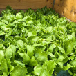 Turfquick salad garden