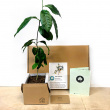 Tree kit Tree kit