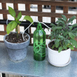 Watering Wick, pack of five