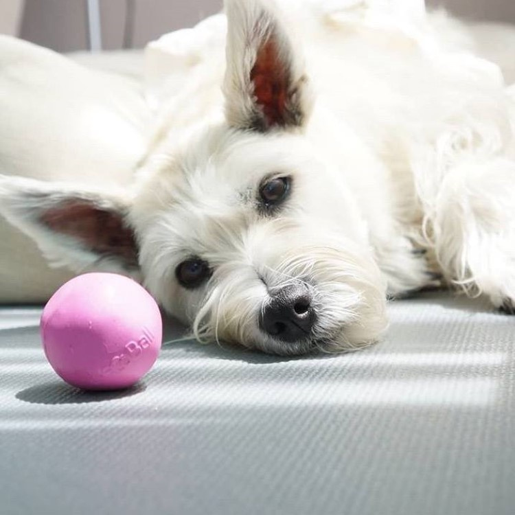 Dog Activity Ball Durable dog ball SmartaSaker