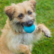 Dog Activity Ball