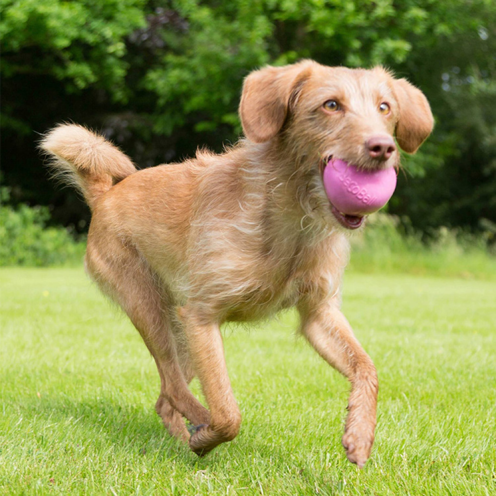 Dog Activity Ball in the group Leisure / Pets / Dog stuff at SmartaSaker.se (13280)