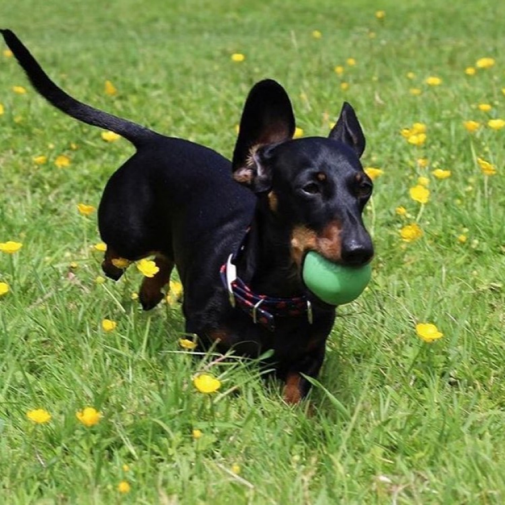 Dog Activity Ball in the group Leisure / Pets / Dog stuff at SmartaSaker.se (13280)