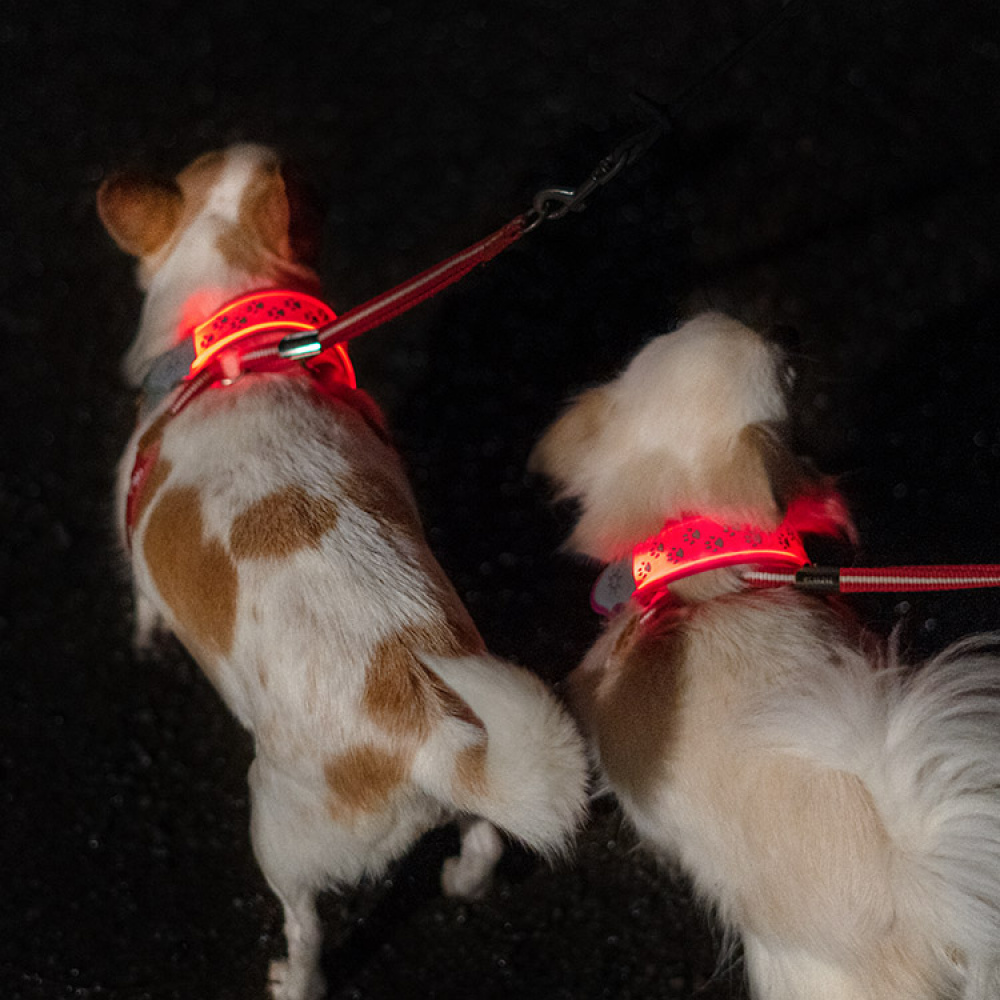 Reflective Lamp for Your Dog in the group Leisure / Pets / Dog stuff at SmartaSaker.se (13367)