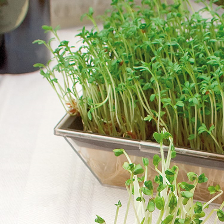 Sprout tray 2-pack in the group House & Home / Garden / Cultivation at SmartaSaker.se (13404)