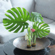 Flower fakir Flower fakir