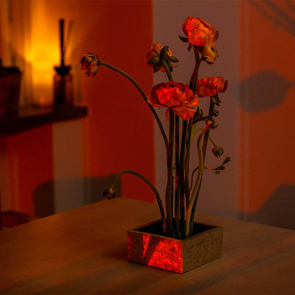 Flower fakir in the group House & Home / Interior at SmartaSaker.se (13574)