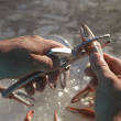 Crab claw cutter