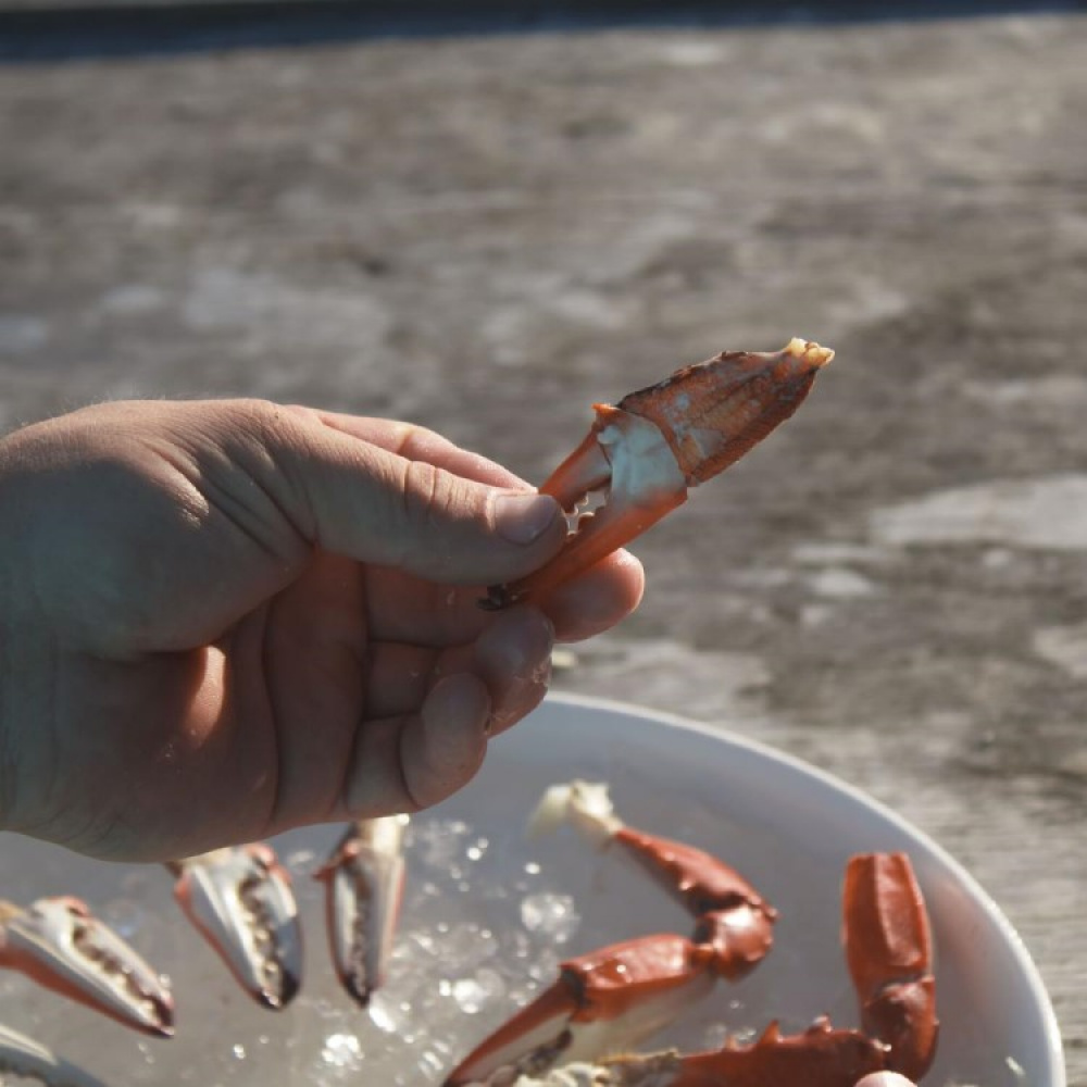 Crab claw cutter in the group House & Home / Kitchen at SmartaSaker.se (13596)