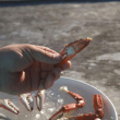Crab claw cutter