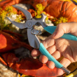 Crab claw cutter