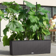 Trellis for planter box Trellis for planter box