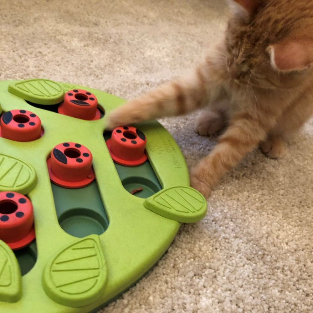 Activity toy for the cat in the group Leisure / Pets / Cat stuff at SmartaSaker.se (14003)