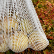 Biodegradable net bag