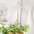 Plant lamp on spike 7W Plant lamp on spike 7W