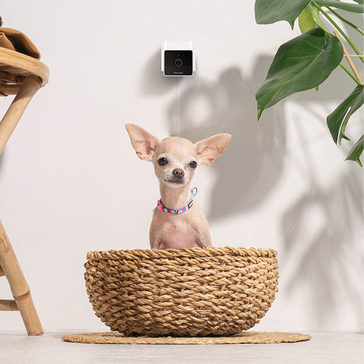 Pet camera, PetCube in the group Leisure / Pets at SmartaSaker.se (14160)