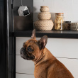 Pet camera, PetCube Pet camera, PetCube