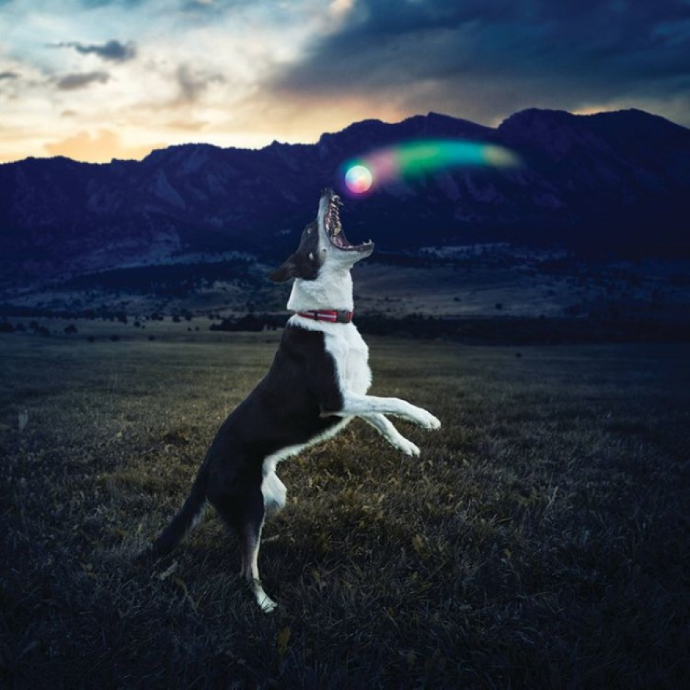 Light-up dog ball in the group Leisure / Pets / Dog stuff at SmartaSaker.se (14170)