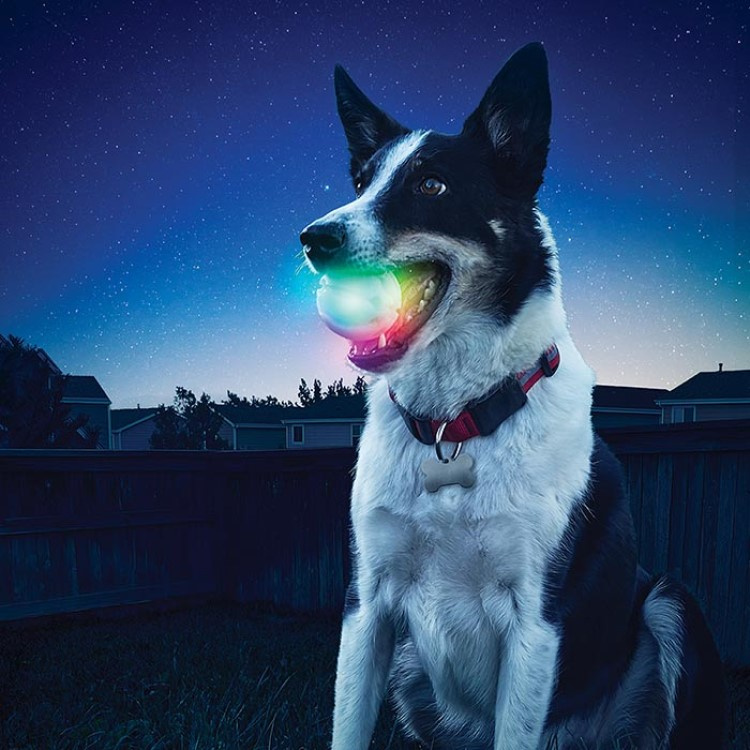Led dog ball shop