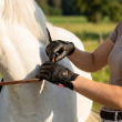 Riding gloves
