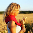 Wheat warmer heating belt Wheat warmer heating belt