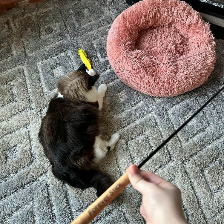 Durable cat toys online