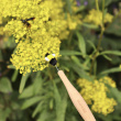 Pollinator stick