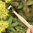 Pollinator stick