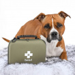 First aid kit for dogs and cats, Bered