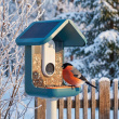 Bird feeder with camera, Birdbuddy