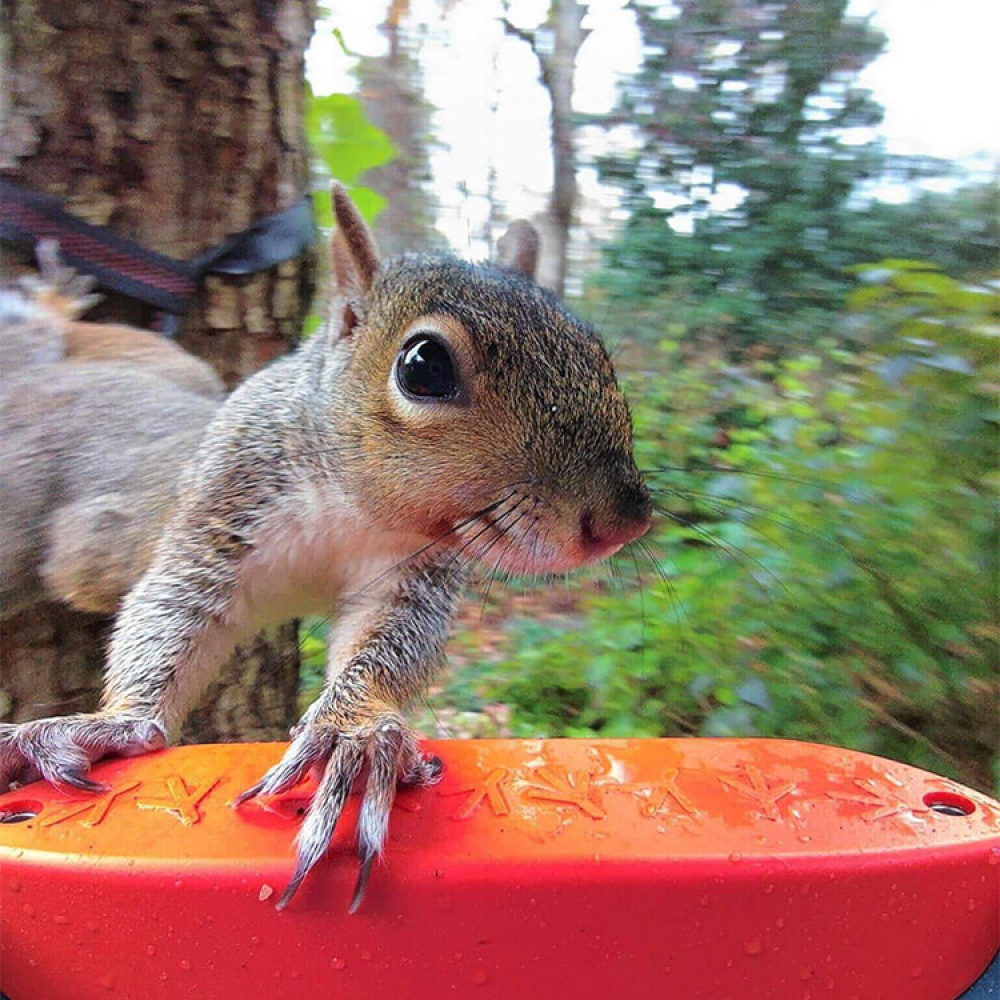 Bird feeder with camera, Birdbuddy in the group House & Home / Garden / Nests and hotels at SmartaSaker.se (14643)
