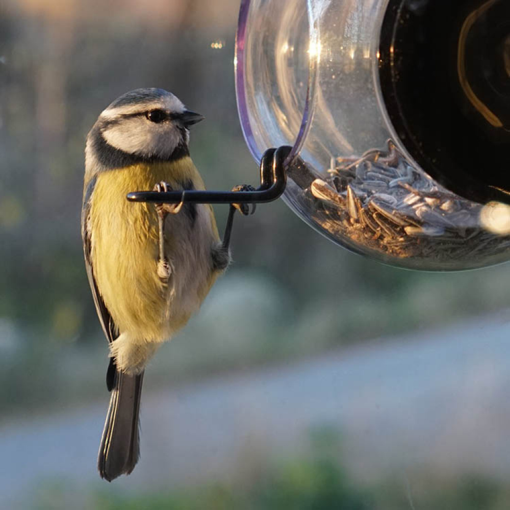 Round window bird feeder in the group Garden / Nests and hotels at SmartaSaker.se (14757)