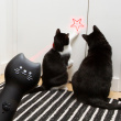 Laser pointer for cat