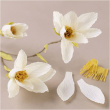 Craft flowers made of crepe paper