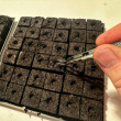 Soil cubes for cultivation