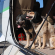 Hearing protection for dogs